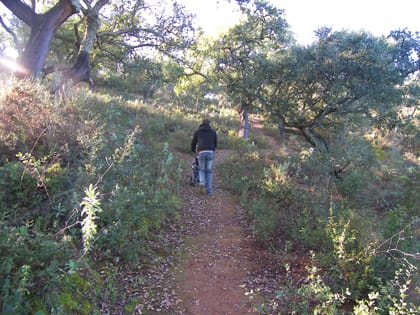Hornachuelos Forest Hornachuelos Forest