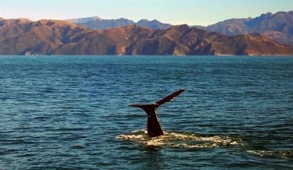 Wal Schwanz Kaikoura Neuseeland Wal Schwanz Kaikoura Neuseeland