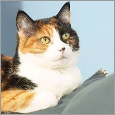 One cat