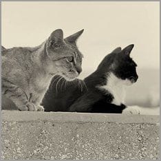 Wie gewöhnt man zwei Katzen aneinander Zwei Katzen