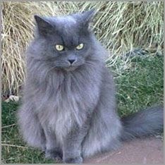 Longhaired cat