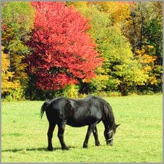 Pferd
