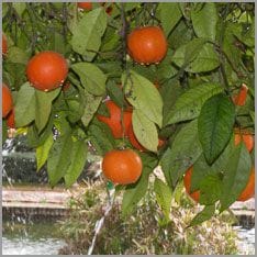Seville Oranges