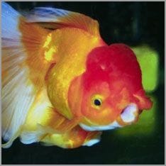 Goldfisch