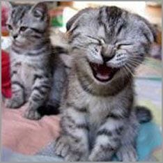 How can you tell when a cat is smiling? How can you tell when a cat is smiling?