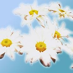 Bach flowers