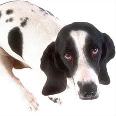 Was Hunde lernen sollten Regeln fuer Hundes
