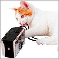 Was Katzen wissen sollten Regeln fuer Katzen