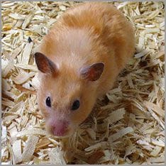 hamster hamster