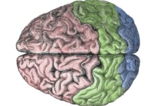Human brain and stress