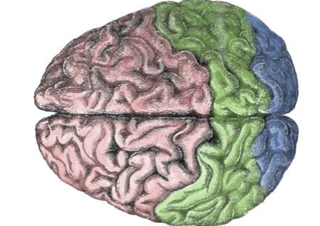 Human brain and stress