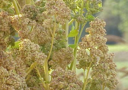 Quinoa Getreide