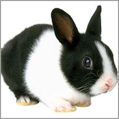 Kaninchen als Haustier
