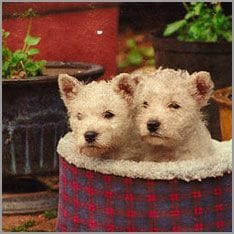 Hundewelpen im Korb
