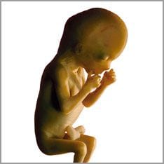 Foetus with umbilical cord