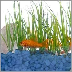 Fische im Aquarium