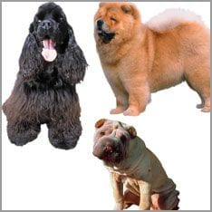 verschiedene Rassehunde