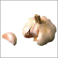 Garlic bulb and garlic clove
