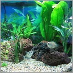 acuario