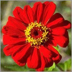 flor con polen