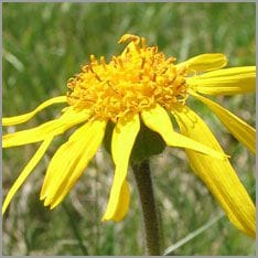 Arnika Blume, Homöopathie