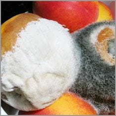 Mould on fruit