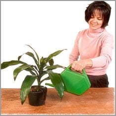 mujer regando planta