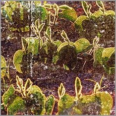 la soja, planta