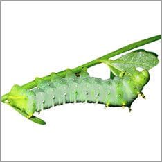 Oruga en planta