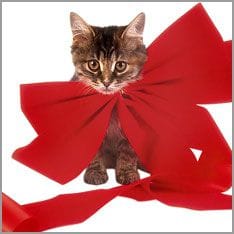 Cat with bow as Christmas decoration