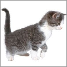 Kleine Katze