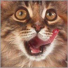 Katze leckt sich das Maul