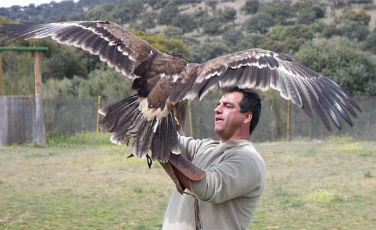 Bird Show at the Madrid Safari Park