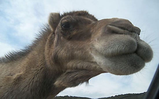Camel at the window in Madrid Safari Park