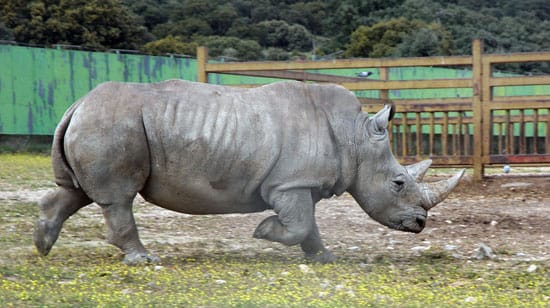 Rhino at Madrid Safari Park