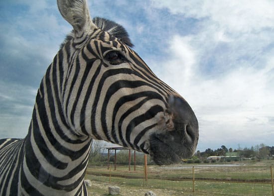 Zebra at the Madrid Safari Park