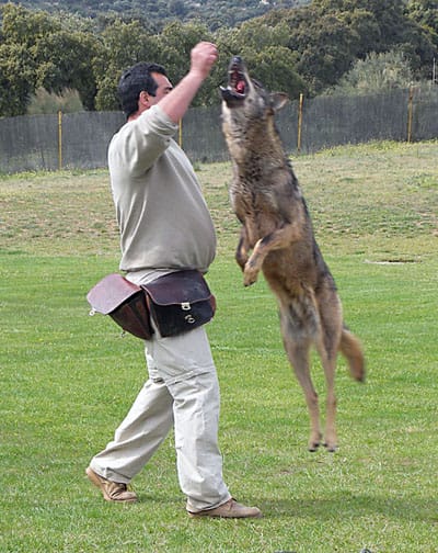Wolf Jumping in Madrid Safari Park