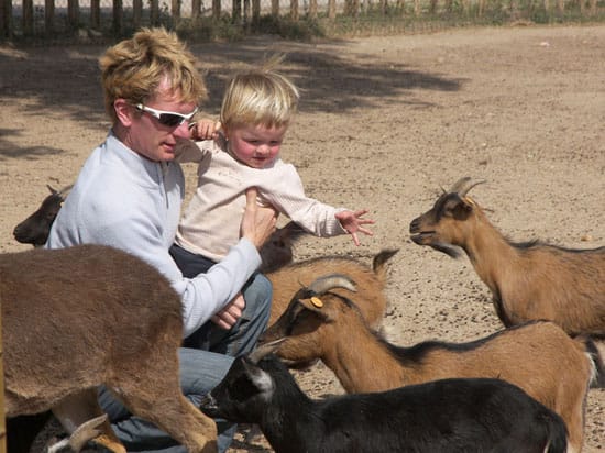 Petting goats at the Madird Safari Park