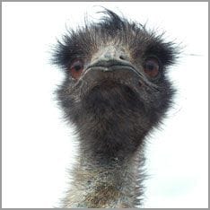 Emu