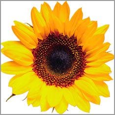Sonnenblume