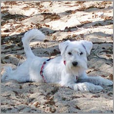 Weißer Zwergschnautzer im Sand