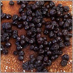 Blueberries