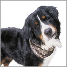 Hund