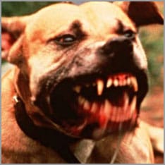 Fighting dog