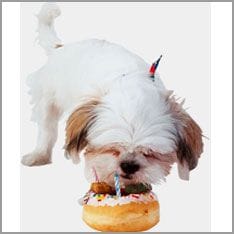 Dog eats cake