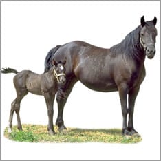 Mare with foal