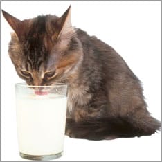 Katzenkind trinkt Milch