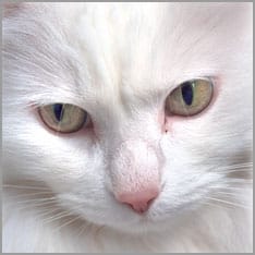 weiße Katze