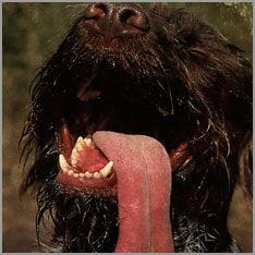 hechelnder Hund