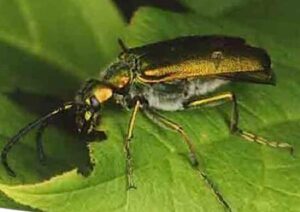 Oil beetle, Spanish fly